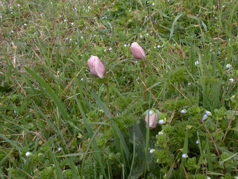 Anemone coronaria /  Anemone dei fiorai